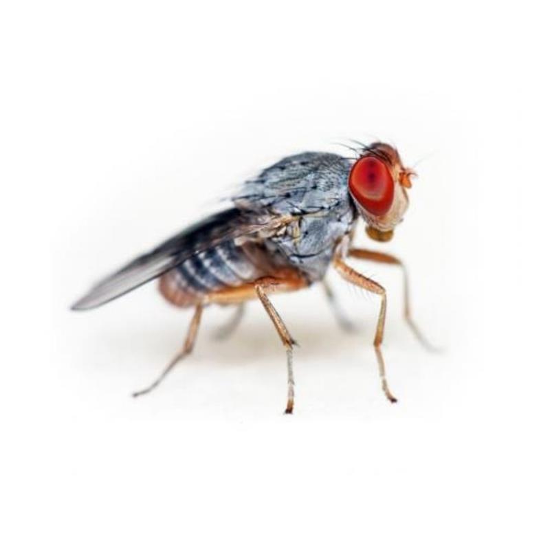 Musculite Drosophila hydei - imagine 4